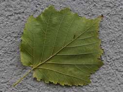 Image of Turkish Hazel