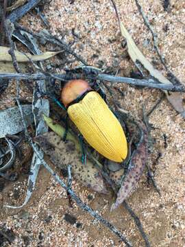 صورة Julodimorpha bakewellii (White 1859)