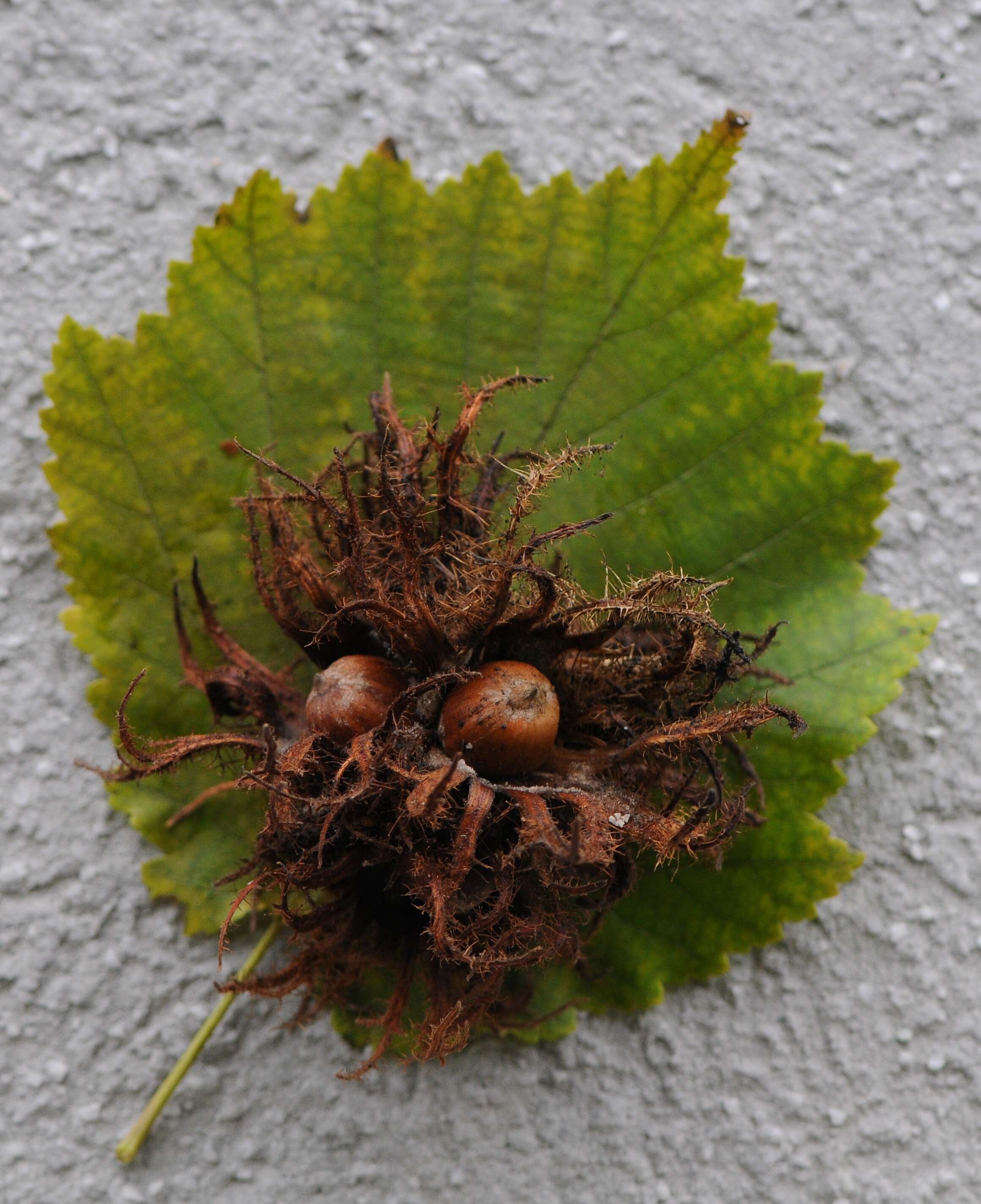 Image of Turkish Hazel