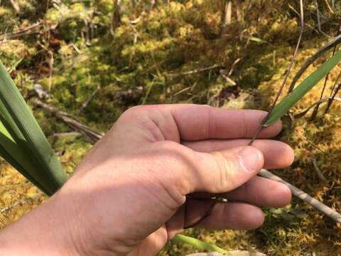 Panicum verrucosum Muhl.的圖片