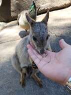 Image of Mareeba Rock Wallaby