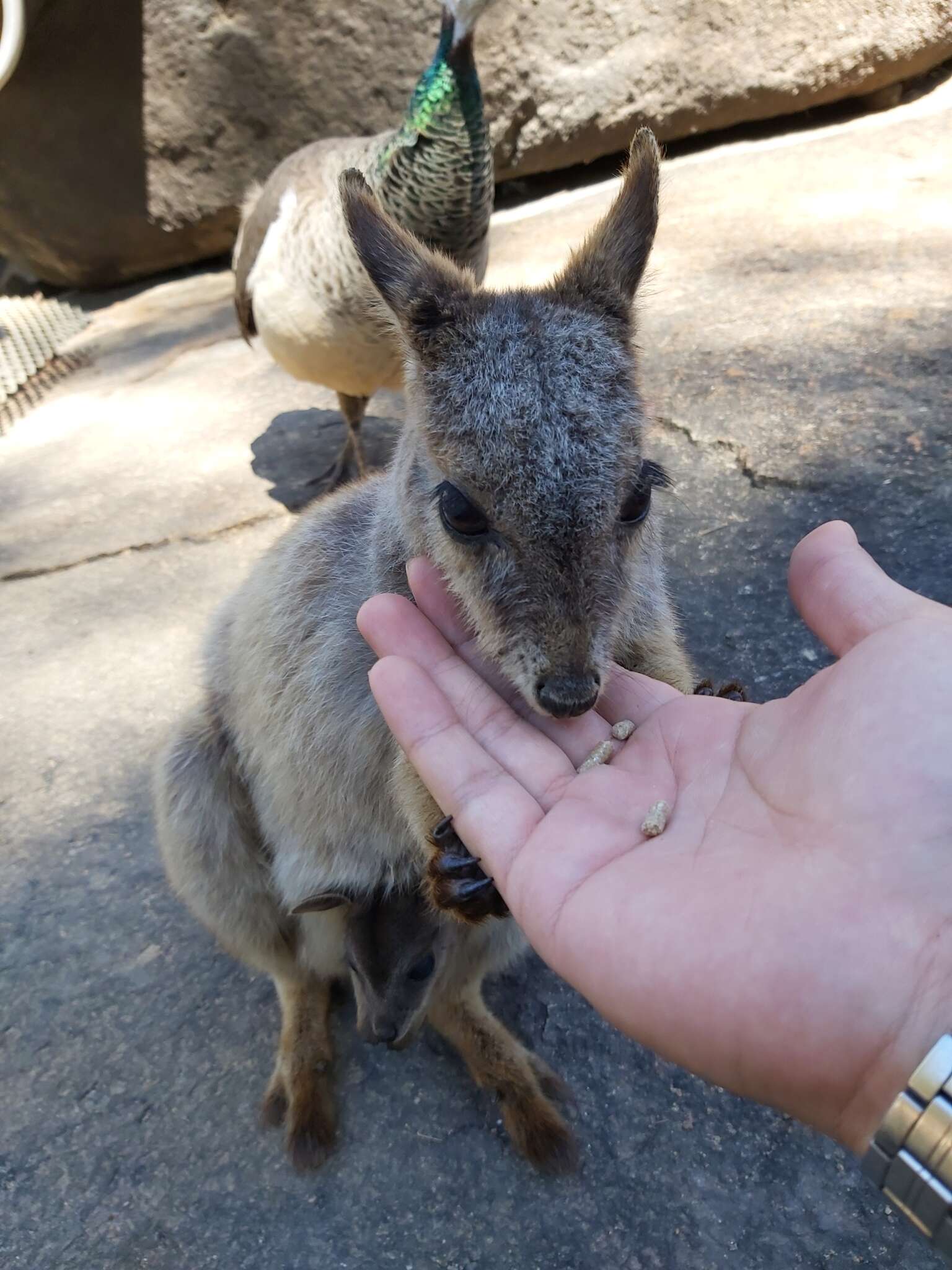 Image of Mareeba Rock Wallaby