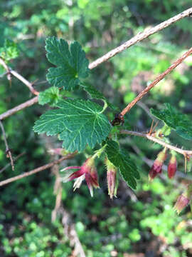 Image of canyon gooseberry