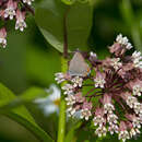 Image of Satyrium acadica acadica