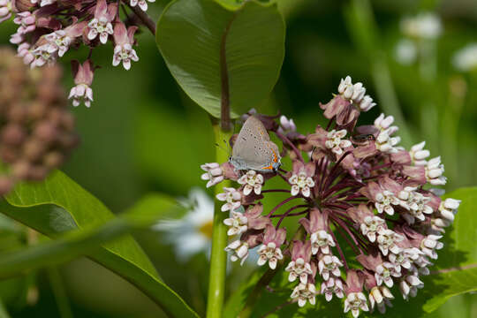 Image of Satyrium acadica acadica