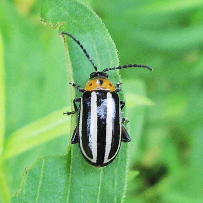 Image of Pigweed Flea Beetle