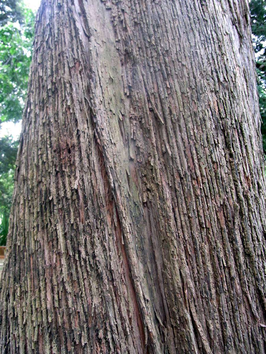 Image of northern gray ironbark