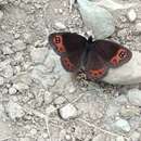 Image of Erebia palarica Chapman 1905