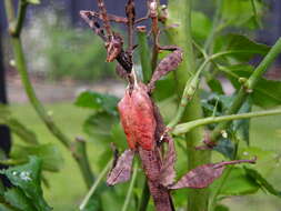 Image of giant stick insect