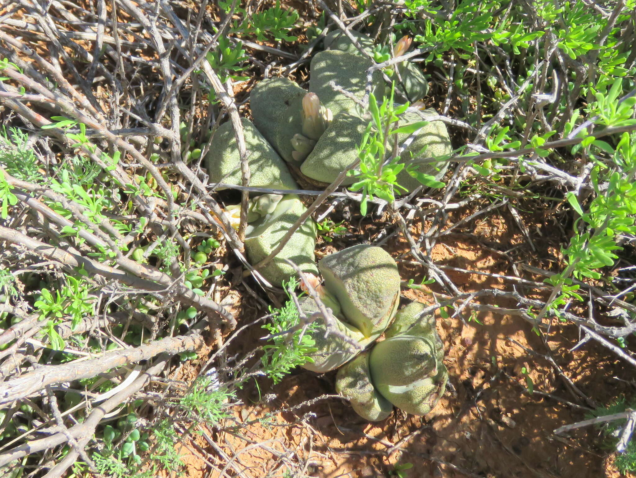 Image of Pleiospilos bolusii (Hook. fil.) N. E. Br.