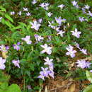 Image of Viola portalesia C. Gay