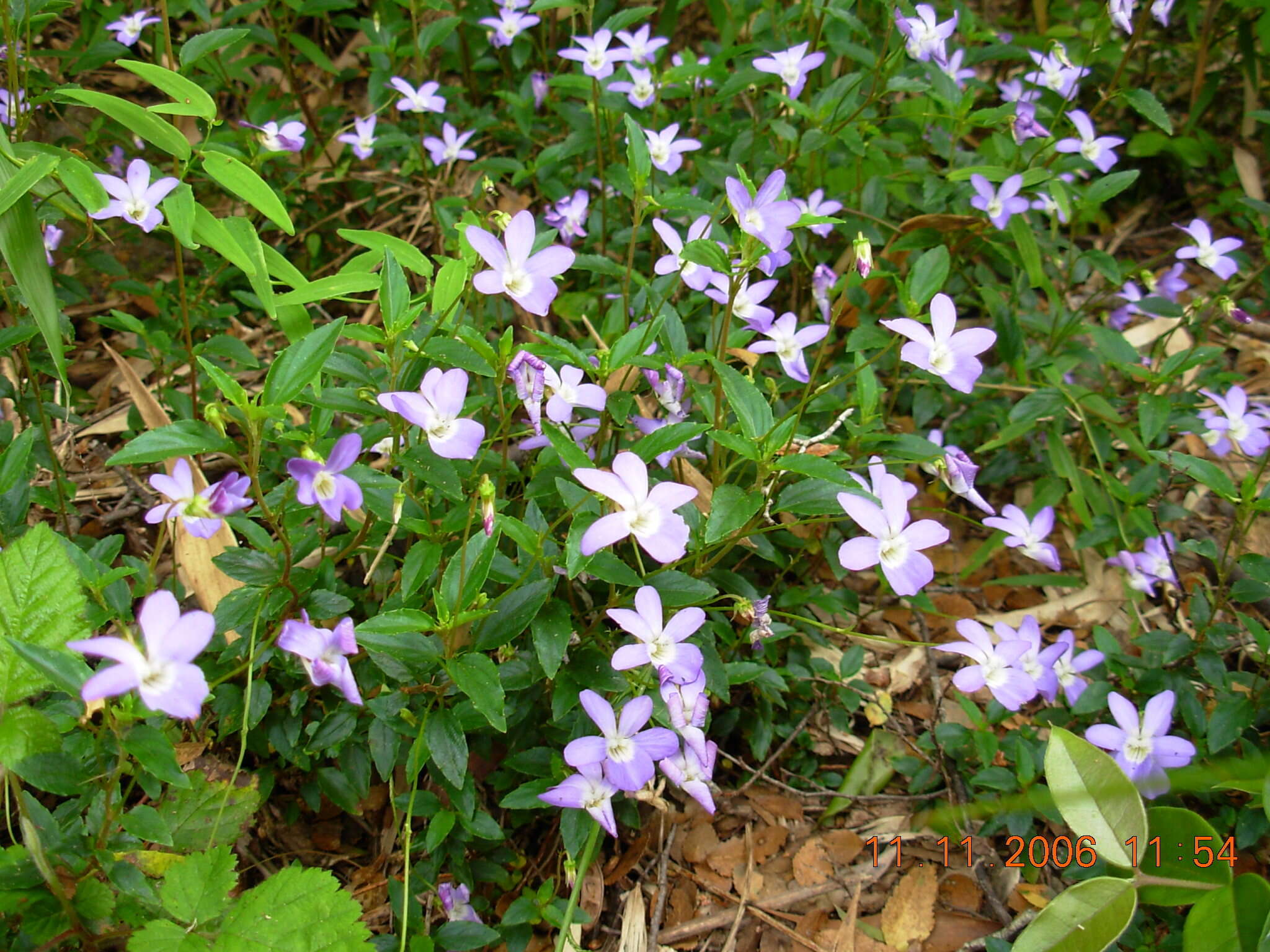 Viola portalesia C. Gay resmi