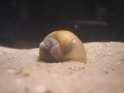 Image of Common Apple Snail