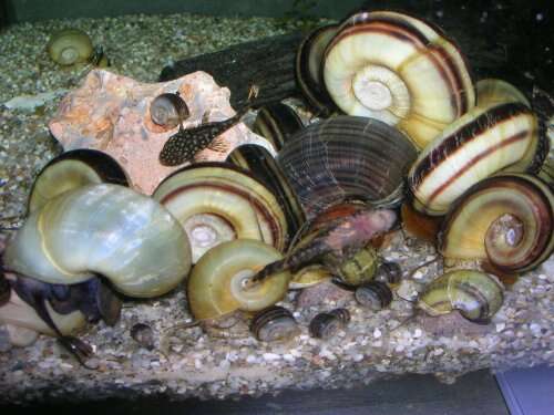 Image of Giant rams-horn snail