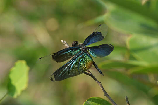 Image of Butterfly Dragonfly