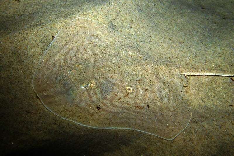 Image of Rough Ray