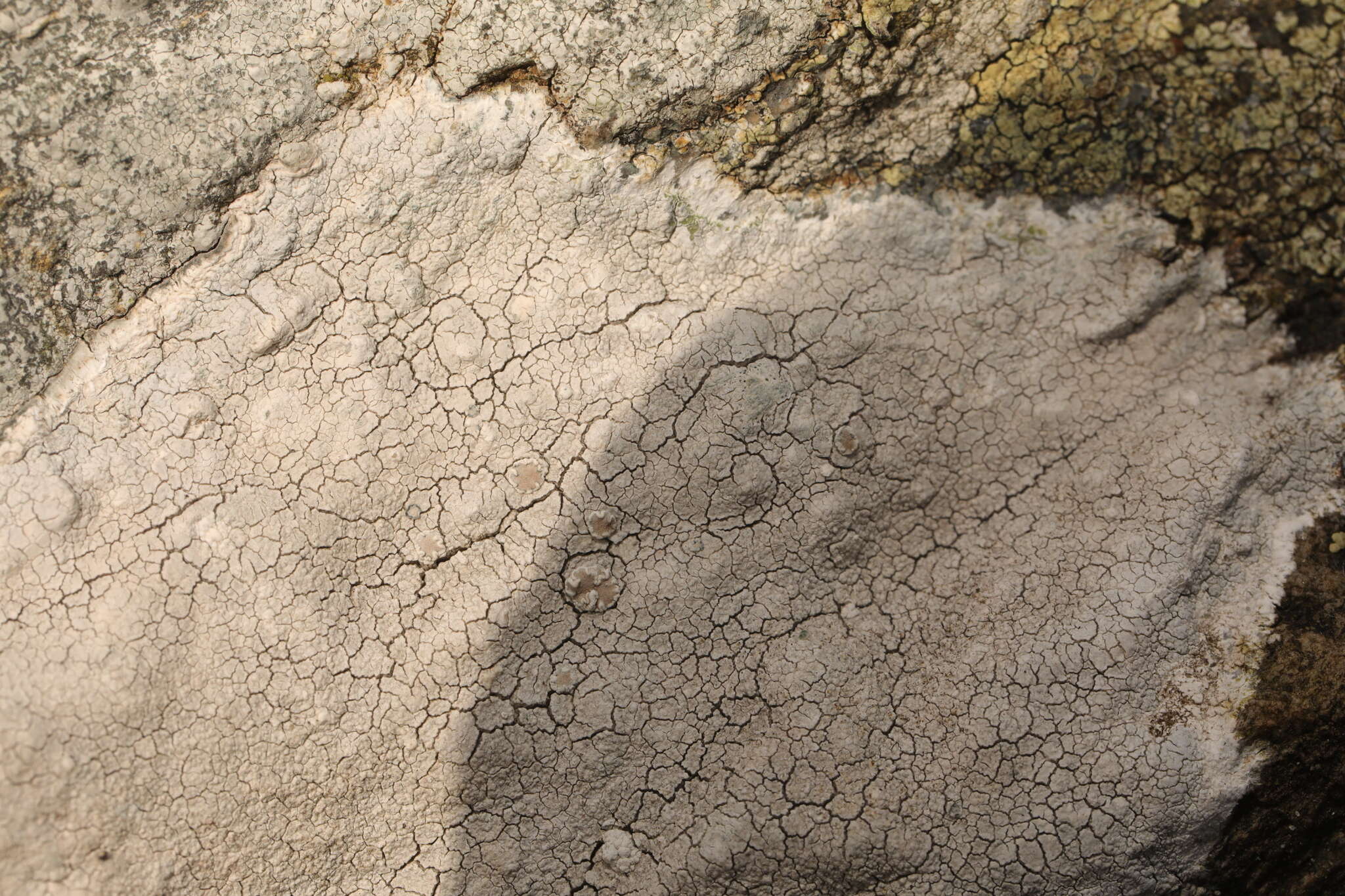 Image of White rim-lichen;   Rim Lichen