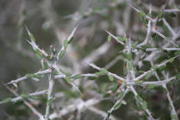 Image of Castela erecta subsp. texana (Torr. & A. Gray) Cronquist