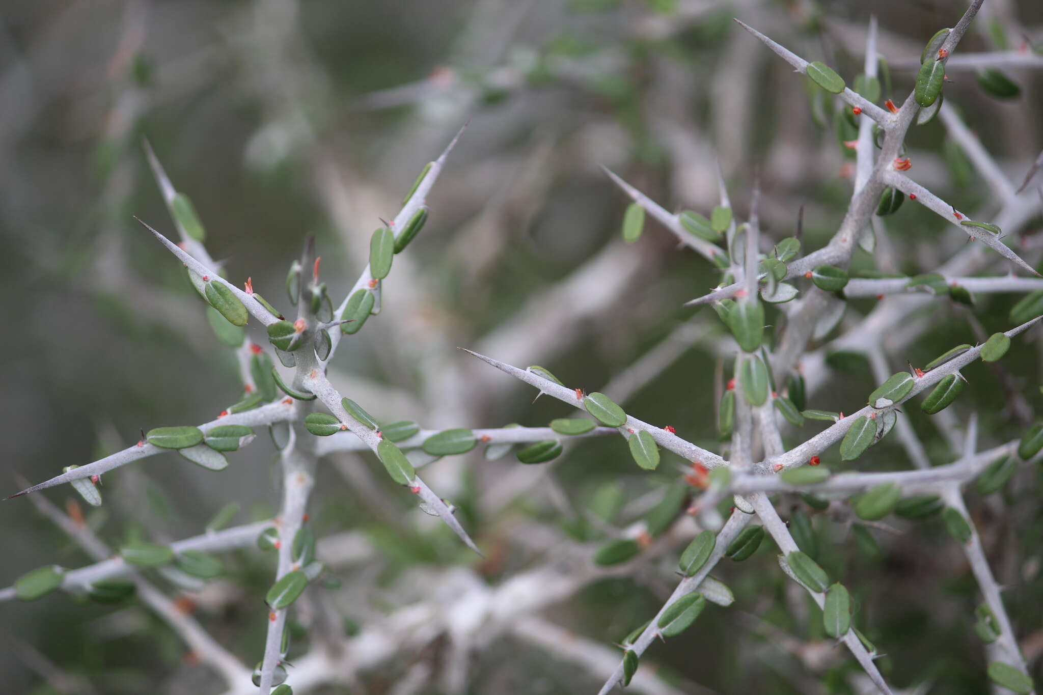 Imagem de Castela erecta subsp. texana (Torr. & A. Gray) Cronquist