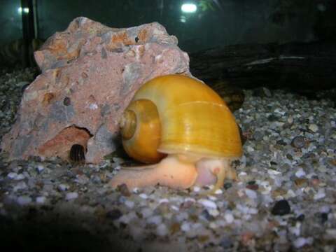 Image of Common Apple Snail