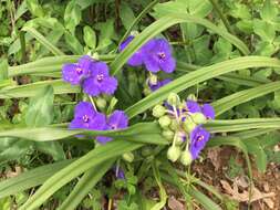 Sivun Tradescantia virginiana L. kuva