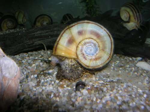 Image of Giant rams-horn snail