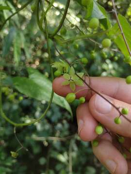 Dioscorea cienegensis R. Knuth的圖片