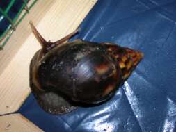 Image of Achatina fulica