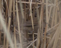 Image of Savi's Warbler