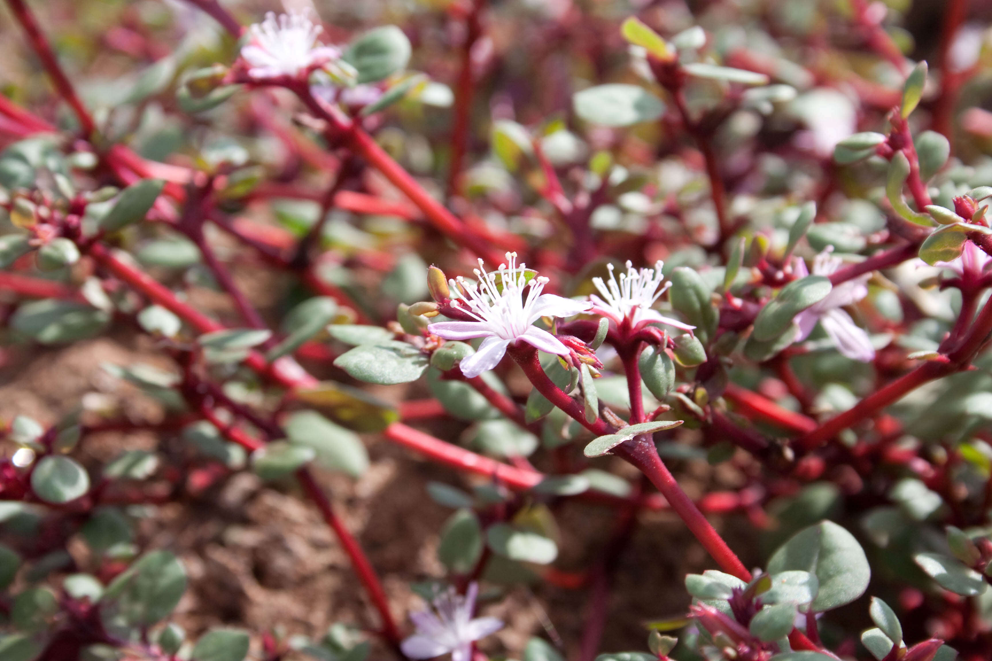 Image of desert horsepurslane