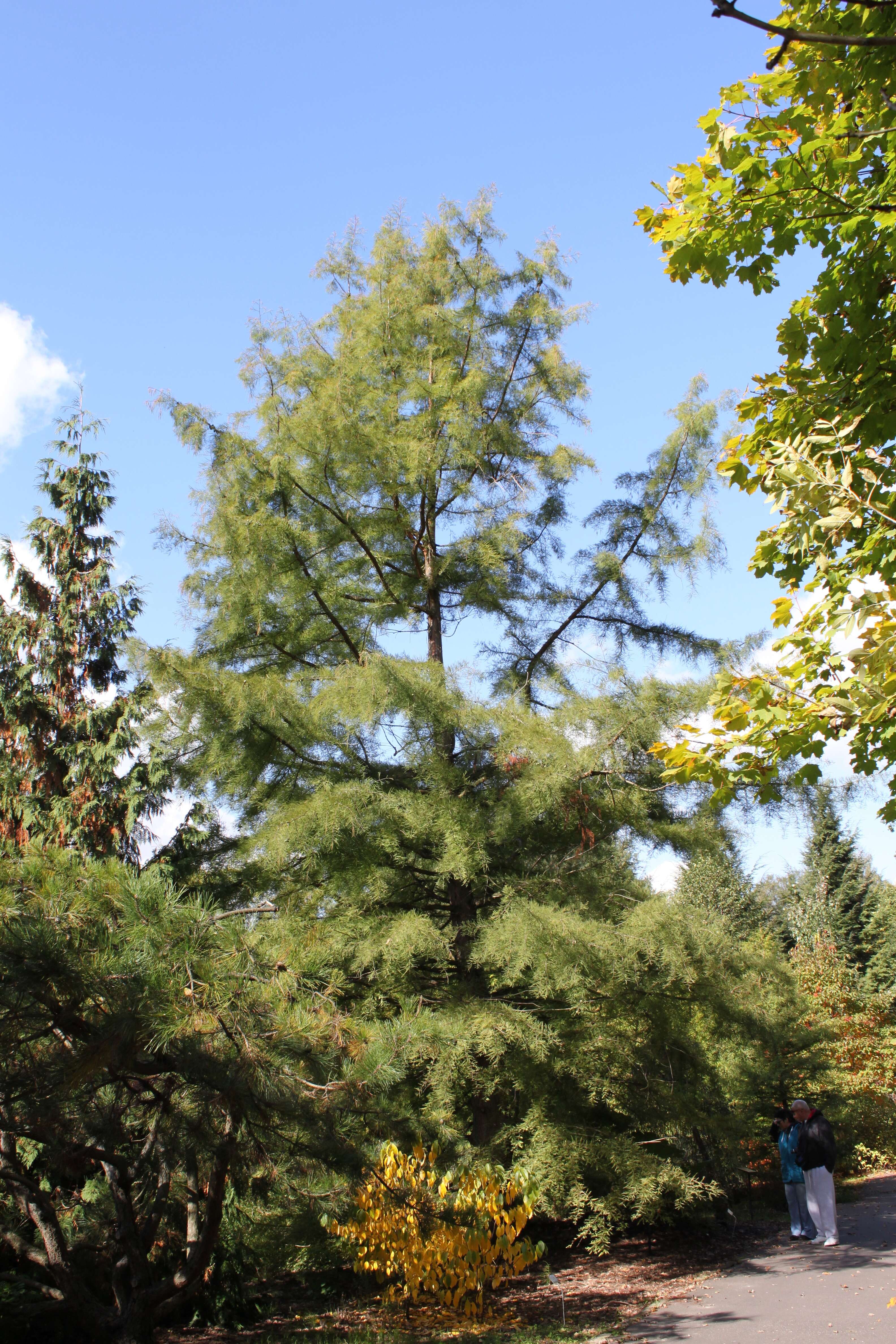 Image of Bald Cypress