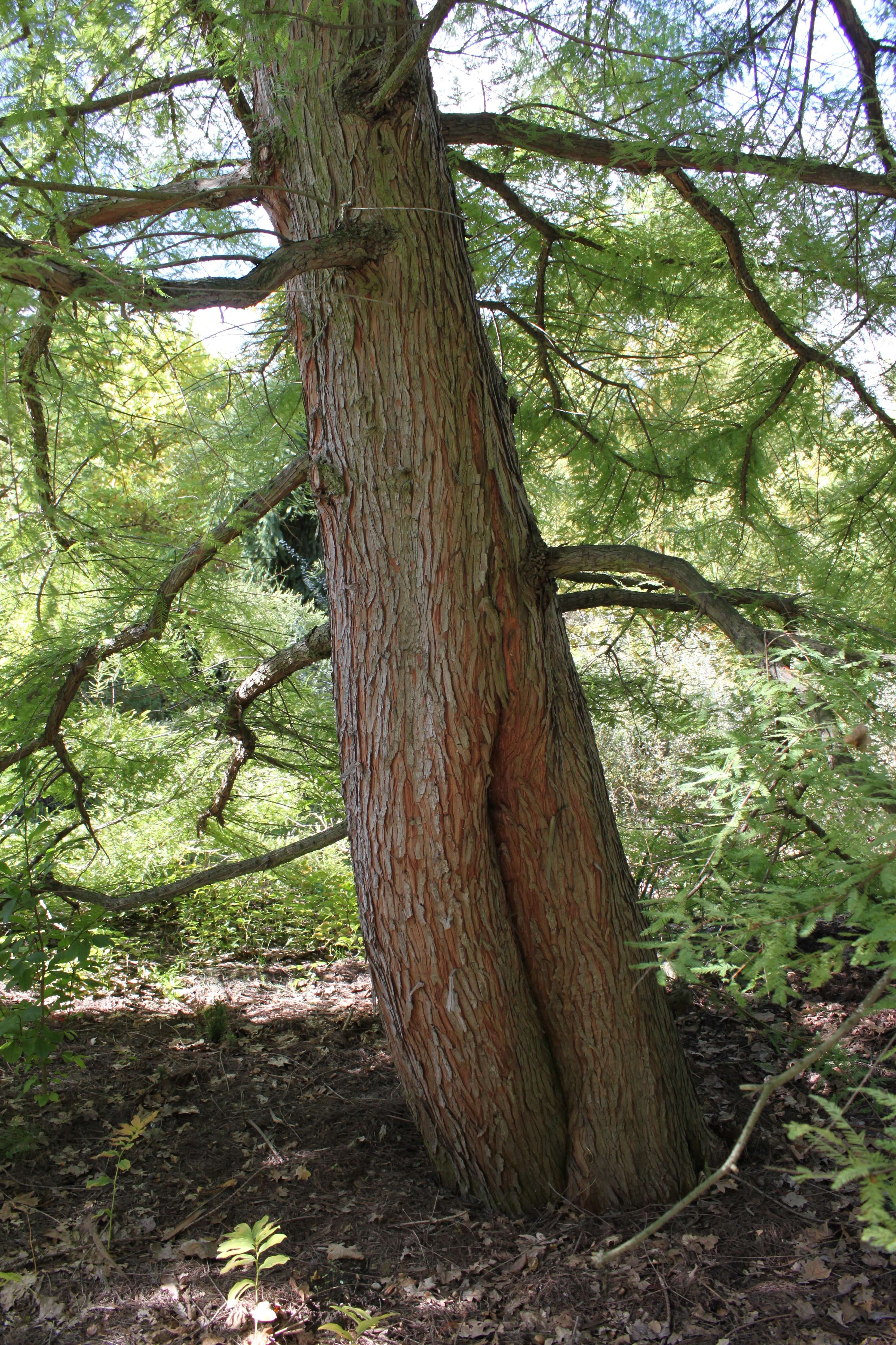 Image of Bald Cypress