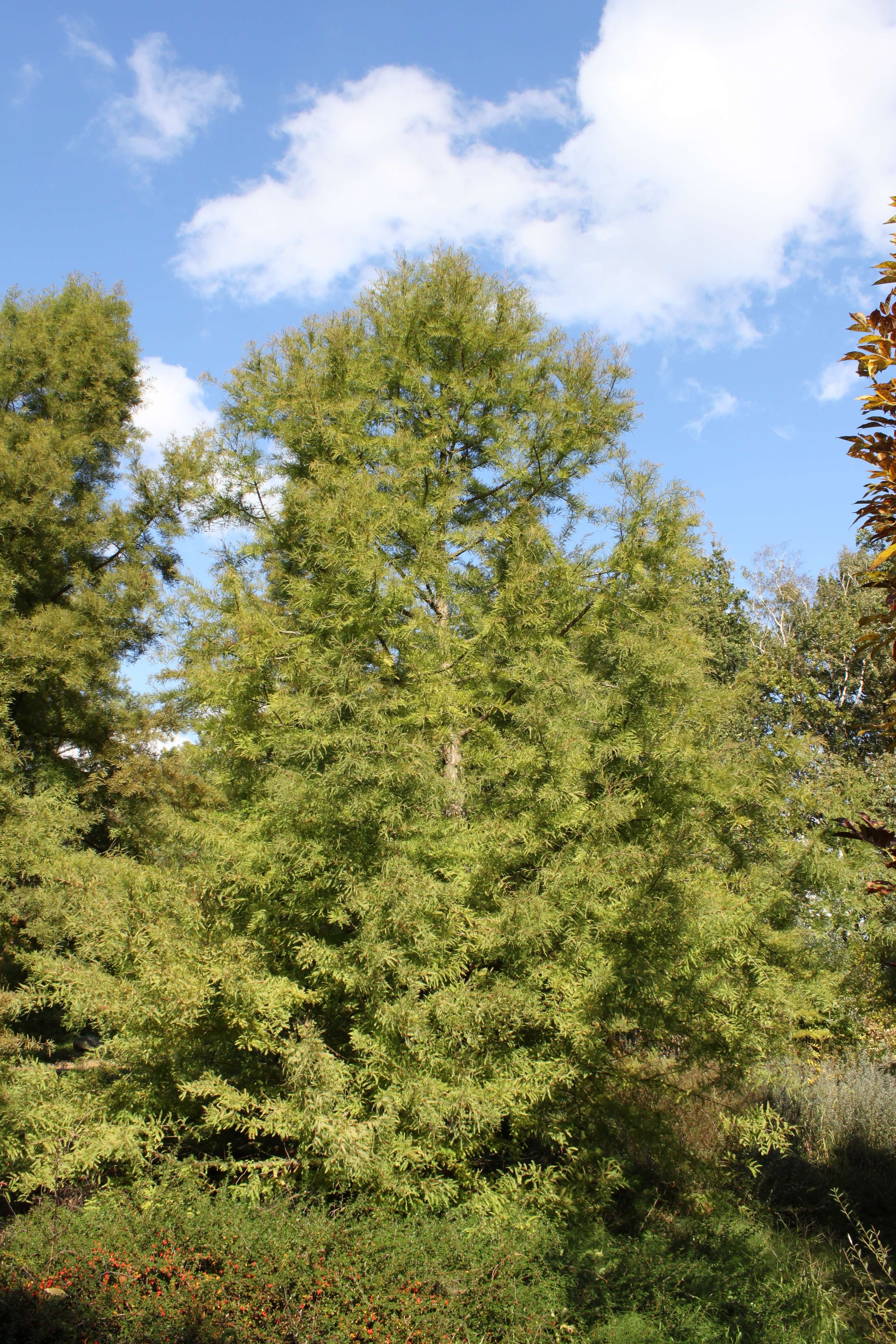 Image of Bald Cypress