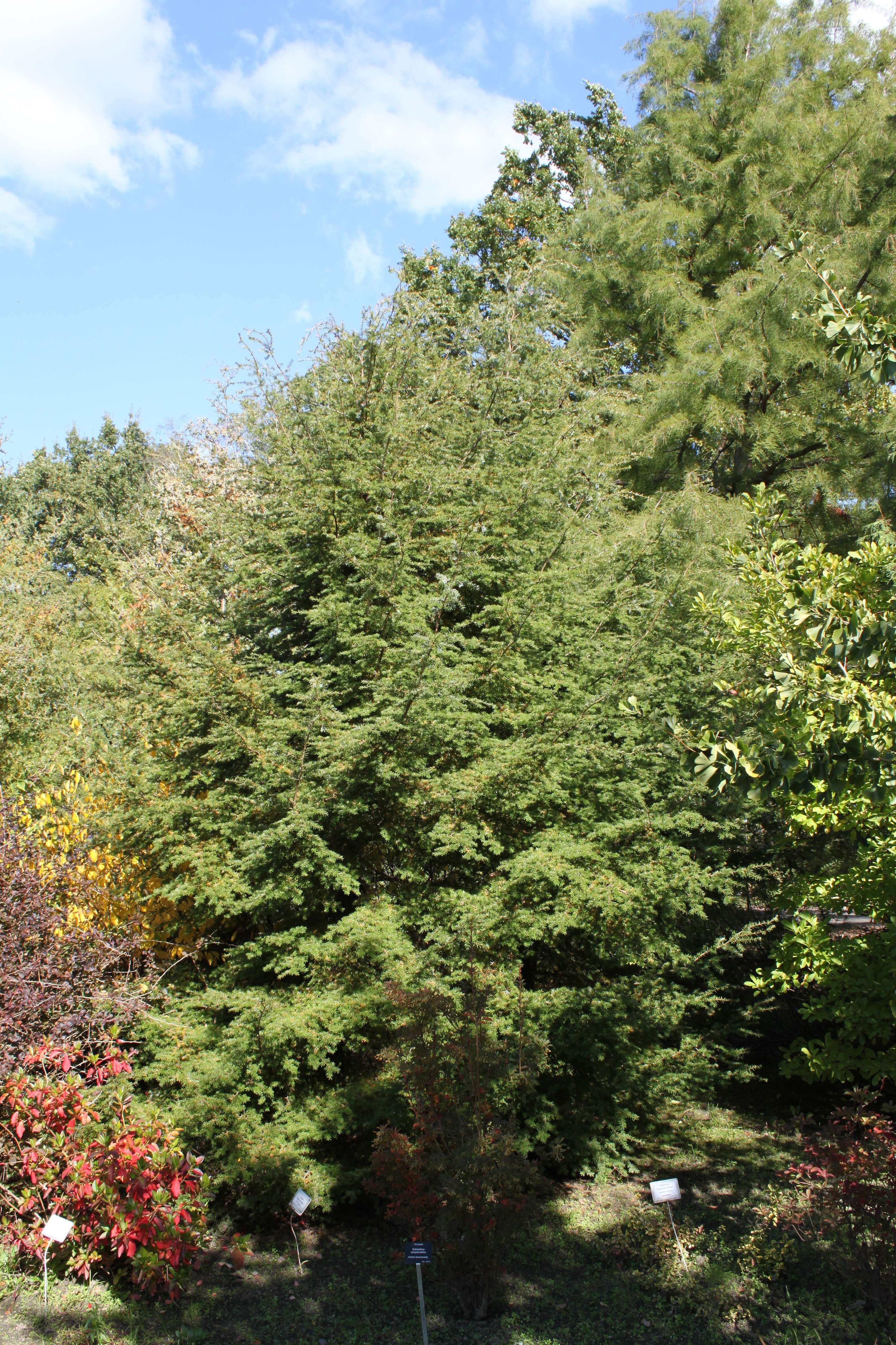 Image of Carolina Hemlock