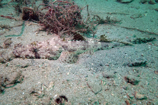 Image of Black-freckled flathead