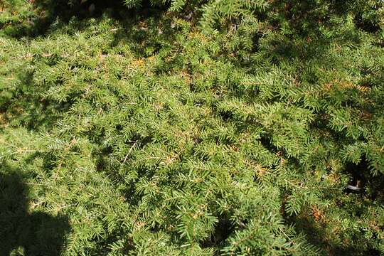 Image of Carolina Hemlock