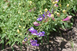 Image of bunchleaf penstemon