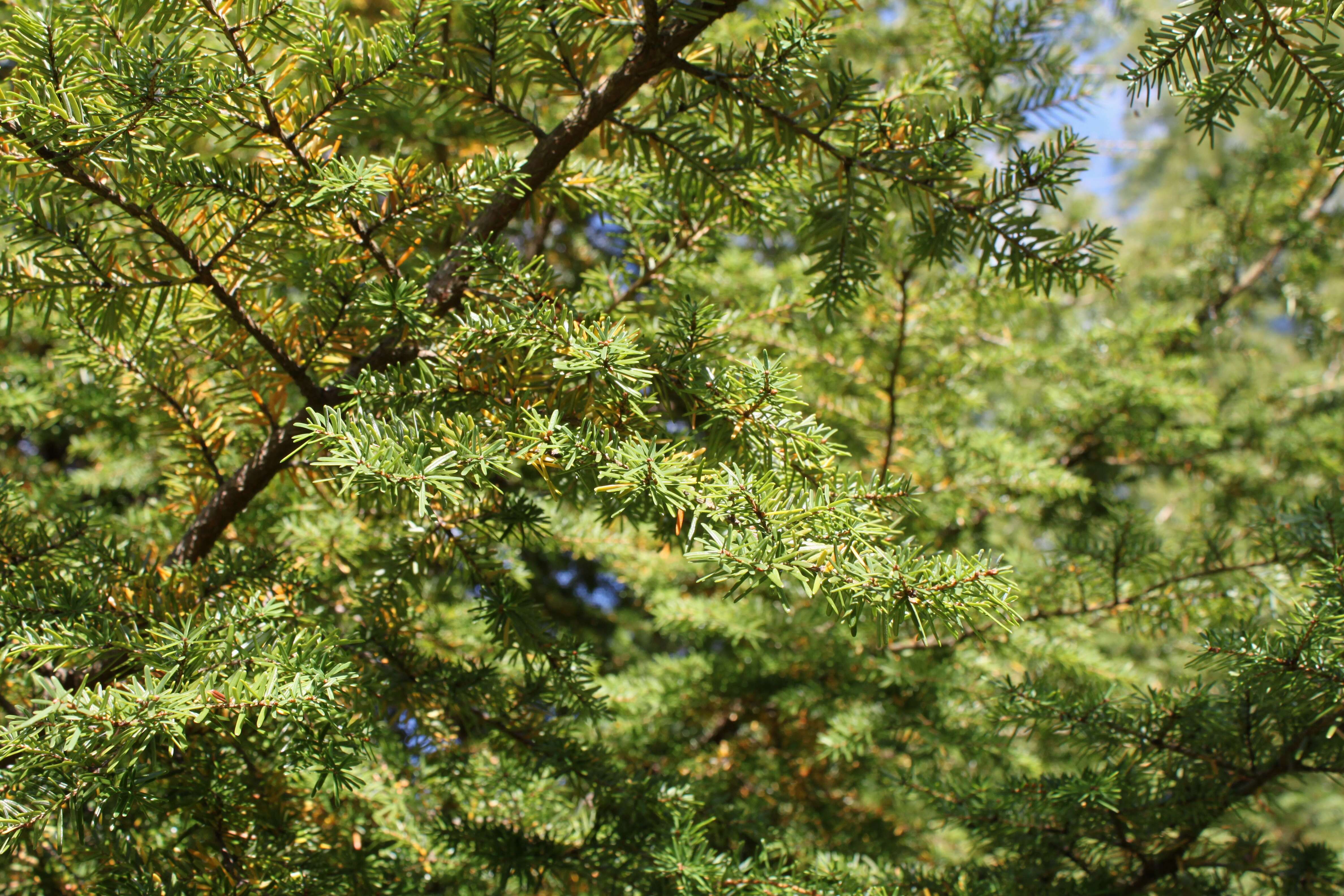 Image of Carolina Hemlock