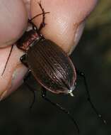 Image of Carabus (Macrothorax) morbillosus Fabricius 1792