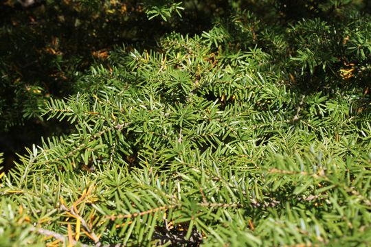 Image of Carolina Hemlock