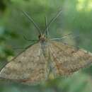 صورة Scopula rubraria Doubleday 1843