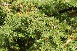 Image of Carolina Hemlock