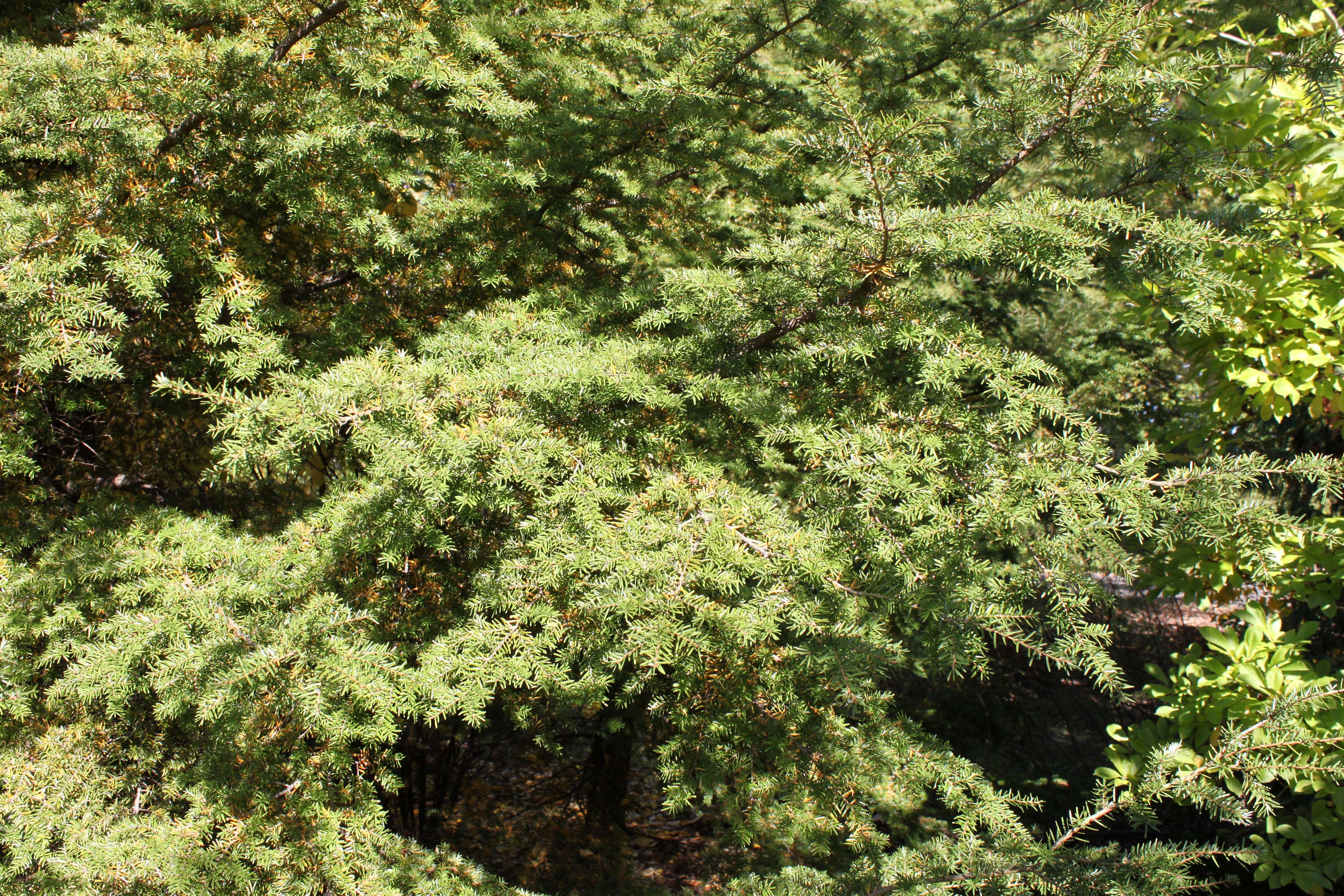 Image of Carolina Hemlock