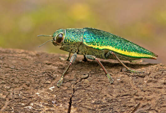 Image of Psiloptera attenuata (Fabricius 1793)