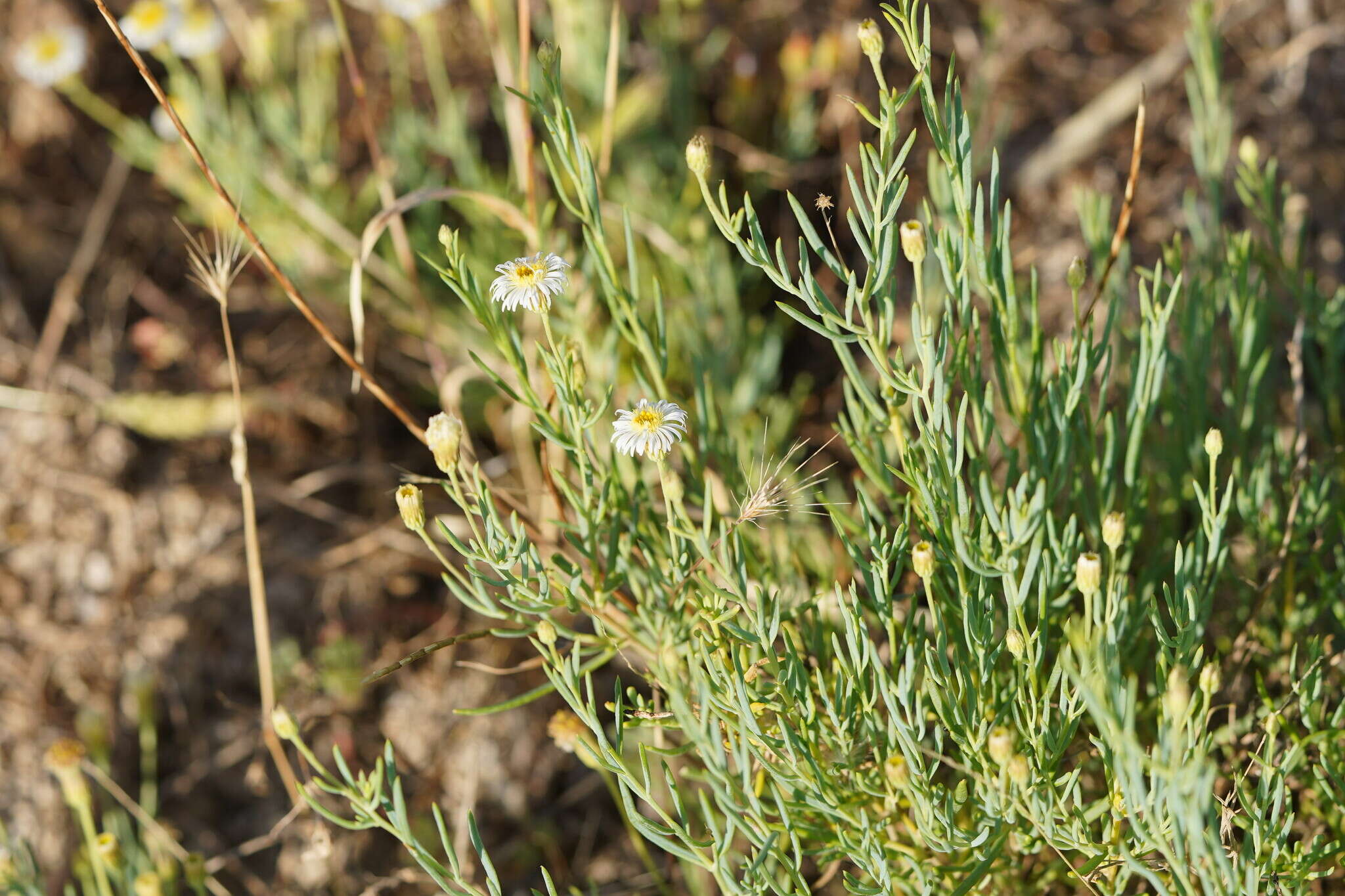 Image of Minuria cunninghamii (DC.) Benth.