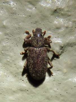 Image of Hormops