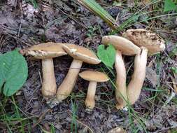 Image of Tylopilus tabacinus (Peck) Singer 1944