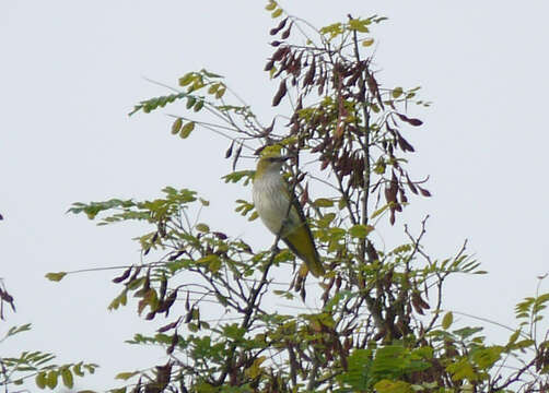 Image of Eurasian Golden Oriole