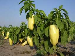 Image of cayenne pepper