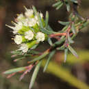 Image of Homoranthus virgatus A. Cunn. ex Schau.